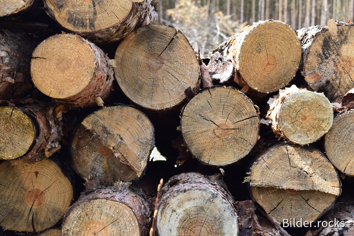 Bild Holzstapel Wald