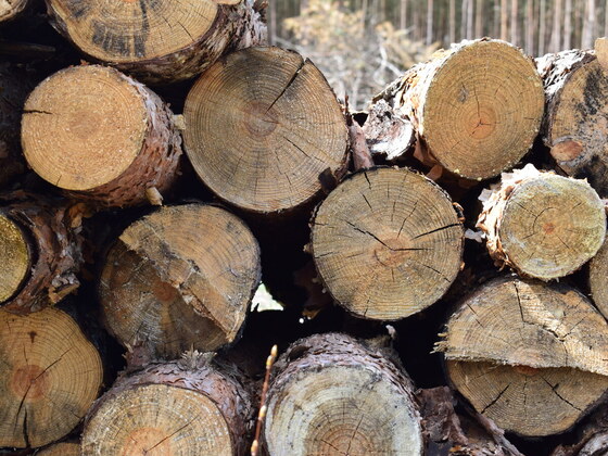 Bild Holzstapel Wald