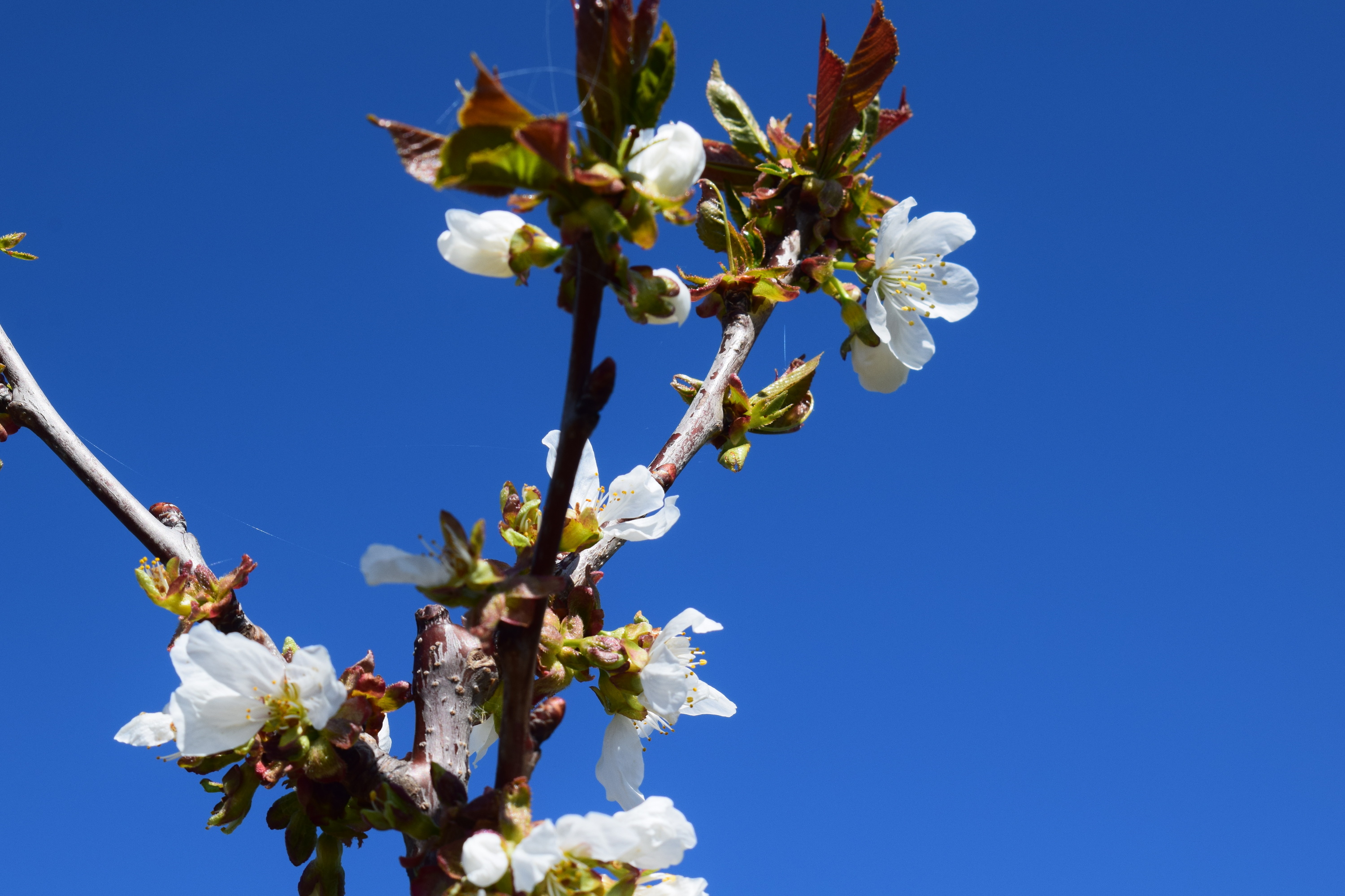 Kirschblüte im Frühling Bild