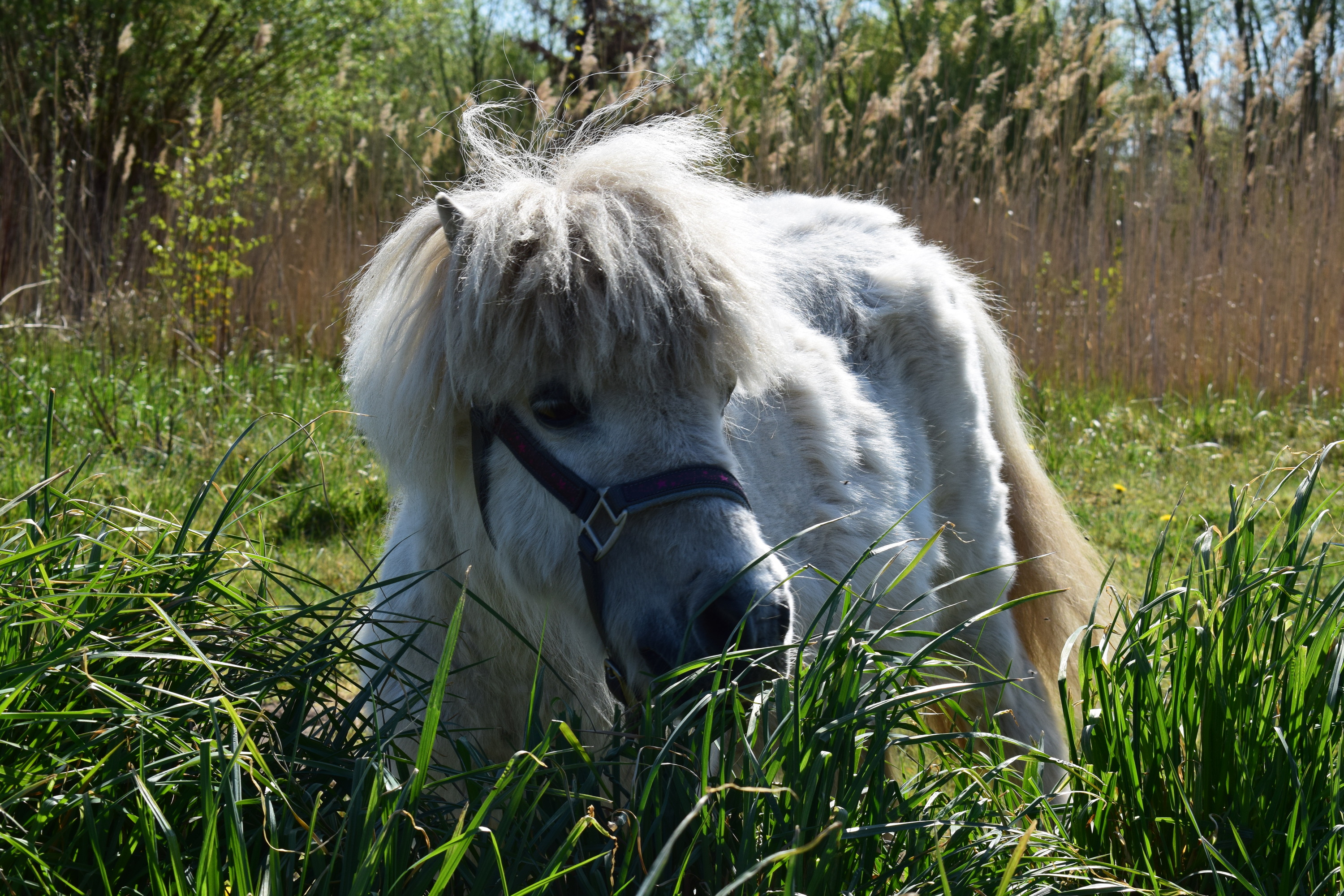 Pony Bild - Shetlandpony