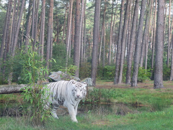 Weißer Tiger Bild