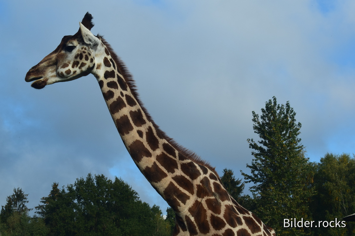 Giraffe Seitenprofil