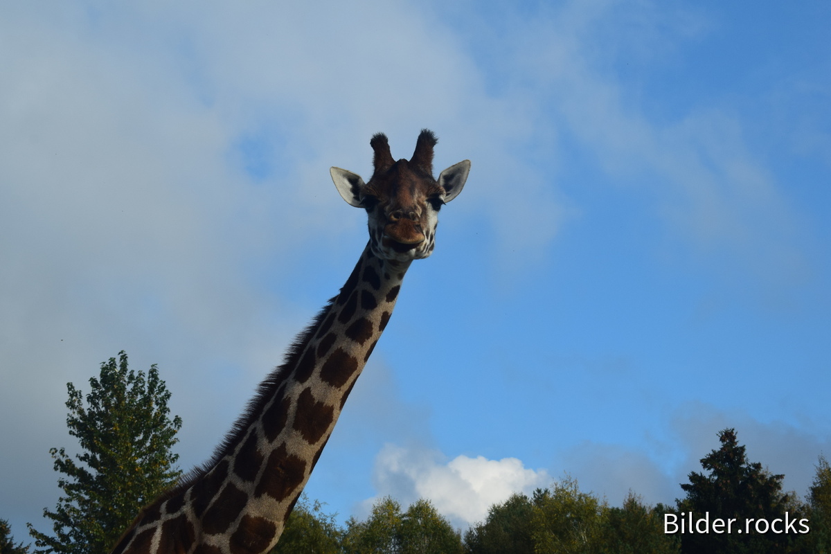 Bild Giraffe Kopf und Hals