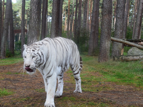 Weisser Tiger Bild