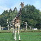 Giraffe Bild
