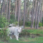 Weißer Tiger Bild