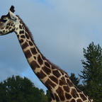 Giraffe Seitenprofil